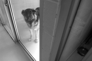 Hurricane Katrina rescue dog. Jo-Anne McArthur/We animals