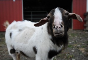 Rescued Goat. Jo-Anne McArthur/We animals