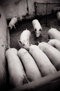 Pig Farming. Jo-Anne McArthur/We animals