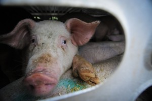 Pig arrives at a slaughterhouse