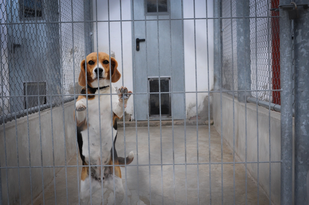 Beagles are still used in experiments