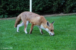 Lots of householders feed foxes